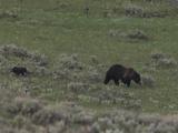 Grizzly Bear (Ursus Arctos) And Little Cub Walk Through Sage