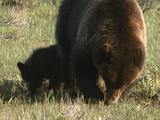 Grizzly Bear Mother And Cub (Ursus Arctos) Dig To Forage For Food