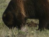 Grizzly Bear (Ursus Arctos) Digs To Forage For Food