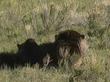Grizzly Bear Cub (Ursus Arctos) Lies On Mother's Stomach To Nurse