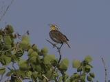 Western Meadowlark (Sturnella Neglecta) Perches In Tree