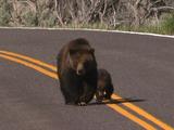 Grizzly Bear (Ursus Arctos) Mother And Cub Walk Down Road