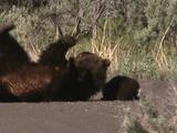 Grizzly Bear (Ursus Arctos) Mother And Cub Roll Around On Road