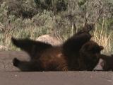 Grizzly Bear (Ursus Arctos) Mother And Cub Roll Around On Road