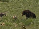 Grizzly Bear (Ursus Arctos) Mother Protects Cub From Wolves