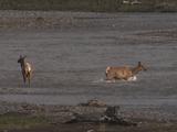 Elk Herd (Cervus Canadensis) Walks Through River