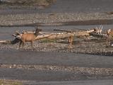 Elk Herd (Cervus Canadensis) Walks Through River