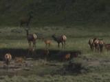 Elk Herd (Cervus Canadensis) Near River