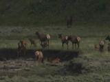 Elk Herd (Cervus Canadensis) Near River