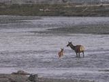 Elk Mother And Calves (Cervus Canadensis) Walk In River