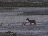 Elk Mother And Calves (Cervus Canadensis) Cross River