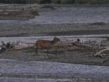 Elk Mother And Calf (Cervus Canadensis) Near River