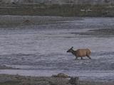Elk Mother (Cervus Canadensis) Crosses River, Joins Calves