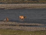 Elk (Cervus Canadensis) With Calf Next To River