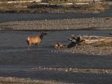 Elk Mother And Calf (Cervus Canadensis) Next To  River
