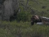 Grizzly Bear (Ursus Arctos) And Little Cub Walk Through Grass