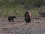 Grizzly Bear (Ursus Arctos) And Little Cub Walk Near River