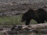 Grizzly Bear (Ursus Arctos) Mother And Cub Walk Near River