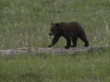 Grizzly Bear Cub (Ursus Arctos) Walks Along Top Of Log
