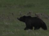 Grizzly Bear (Ursus Arctos) Runs Across Grass Field