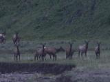 Elk (Cervus Canadensis) Calves And Cows Graze And Play Near River