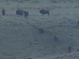 Bison (Bison Bison) Herd With Calves Run Across Grass