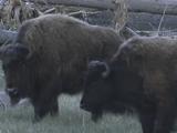 Bison (Bison Bison) Herd With Calf Walk Across Grass