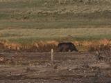 Grizzly Bear Walks In Grass Field