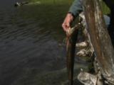 Fisherman Pulls Trout From Water