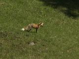 Fox Walks Through Grass Field
