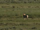 Elk (Cervus Canadensis) Cow In Green Grass