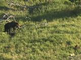 Grizzly Bear Mother And Cub Walk Through Grass, Over Fallen Trees