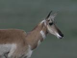 Pronghorn Antelope (Antilocapra Americana) Rests