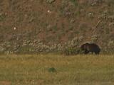 Grizzly Bear (Ursus Arctos) Mother And Cub Walk Through Grass