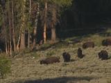 Bison Herd Runs Across Grass