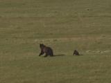 Grizzly Bear (Ursus Arctos) Mother And Cub Run Through Grass
