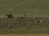 Grizzly Bear Mother And Cub (Ursus Arctos) Run Through Grass