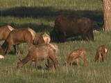 Elk Calves And Cows Graze With Bison