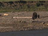 Grizzly Bear Mother And Cub Walk Along Edge Of River