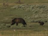 Grizzly Bear Mother And Cub (Ursus Arctos) Run Through Sage