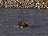 Grizzly Bear (Ursus Arctos) Wades Across River