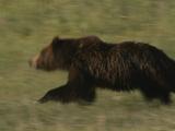 Grizzly Bear (Ursus Arctos) Runs Across Grass Field, Cub Follows