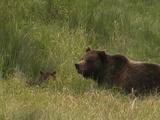 Grizzly Bear (Ursus Arctos) Mother And Cub Lie In Grass