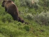 Grizzly Bear Mother And Cub (Ursus Arctos) Forage In Grass