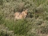 Coyote (Canis Latrans) Feeds In Tall Grass