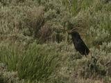 Ravens Forage In Sagebrush