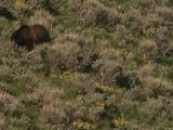 Grizzly Bear Mother And Cub Walk, Forage In Sage Brush