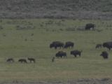 Pack Of Wolves (Canis Lupus) Walks With Bison Herd