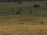 Pack Of Wolves (Canis Lupus) Walks With Bison Herd