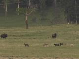 Wolves (Canis Lupus) Run, Play Next To Bison Herd